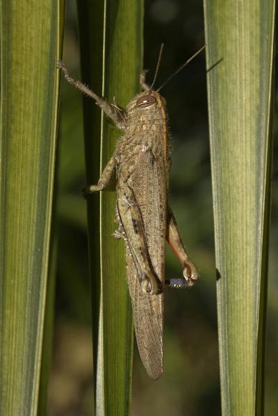 Criquet égyptien Anacridium aegyptium (Linnaeus, 1764)