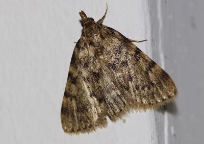  Aglossa pinguinalis (Linnaeus, 1758)