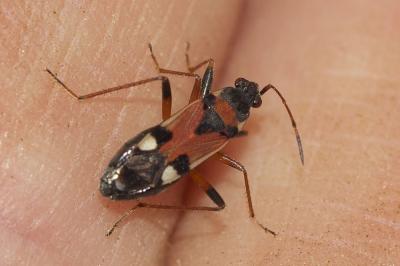  Beosus quadripunctatus (Müller, 1766)