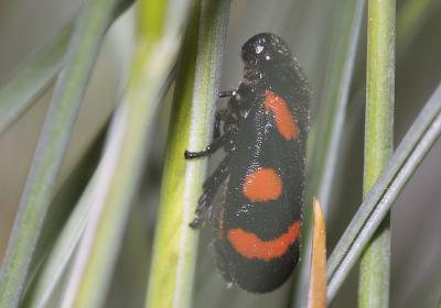  Cercopis sanguinolenta (Scopoli, 1763)