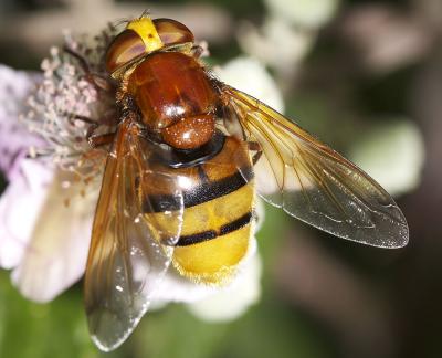 Volucelle zonée Volucella zonaria (Poda, 1761)