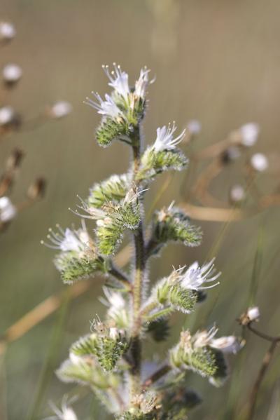 Vipérine de Crète Echium creticum L., 1753