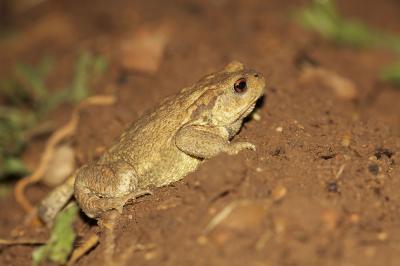 Crapaud commun (Le) Bufo bufo (Linnaeus, 1758)