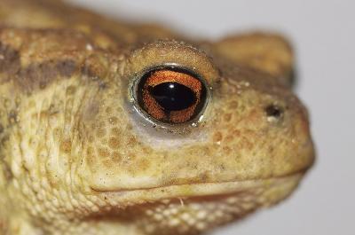 Crapaud commun (Le) Bufo bufo (Linnaeus, 1758)