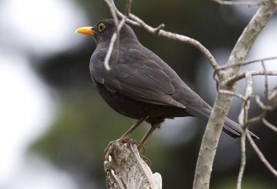 Merle noir Turdus merula Linnaeus, 1758