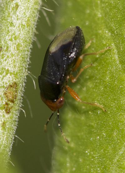 Géocore à tête rouge Geocoris erythrocephalus (Lepeletier de Saint Fargeau & Audinet-Serville, 1825)
