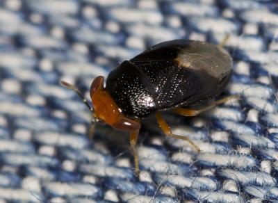 Géocore à tête rouge Geocoris erythrocephalus (Lepeletier de Saint Fargeau & Audinet-Serville, 1825)