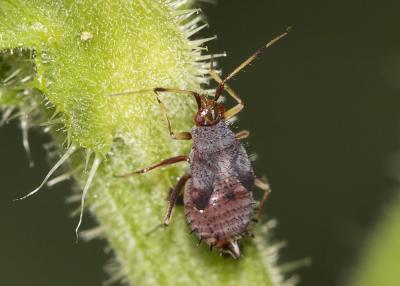  Capsus ater (Linnaeus, 1758)