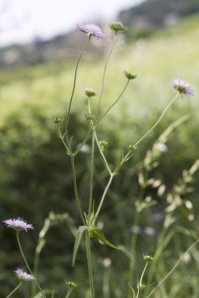 Knautie à feuilles entières Knautia integrifolia (L.) Bertol., 1836