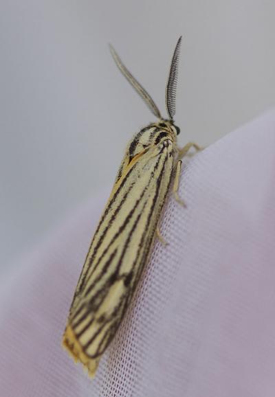 Ecaille striée (L') Spiris striata (Linnaeus, 1758)
