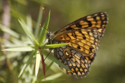 Mélitée du Mélampyre (La), Damier Athalie (Le) Melitaea athalia (Rottemburg, 1775)