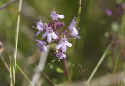 Thym d'Emberger Thymus embergeri Roussine, 1952