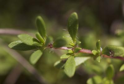 Thym d'Emberger Thymus embergeri Roussine, 1952