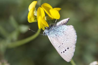 Azuré des Cytises (L') Glaucopsyche alexis (Poda, 1761)