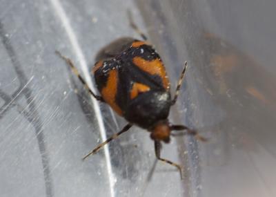  Deraeocoris schach (Fabricius, 1781)