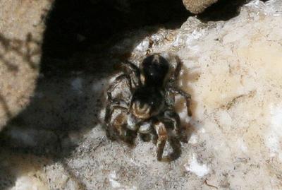 Saltique marqué Aelurillus v-insignitus (Clerck, 1758)