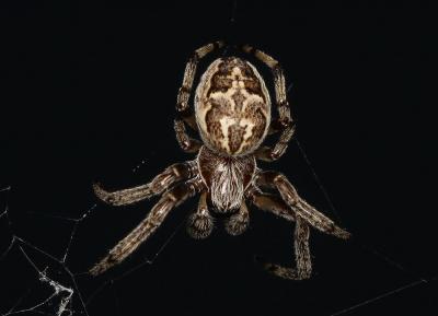 Épeire des roseaux Larinioides cornutus (Clerck, 1758)