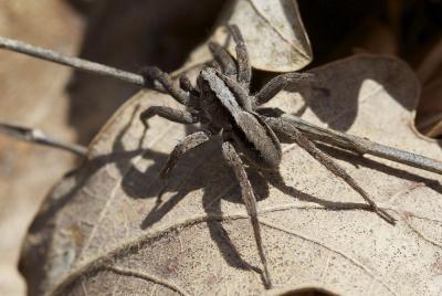 Lycoses renards Alopecosa Simon, 1885