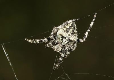 Épeire angulaire Araneus angulatus Clerck, 1758