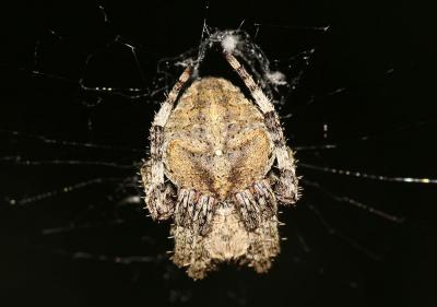 Épeire angulaire Araneus angulatus Clerck, 1758