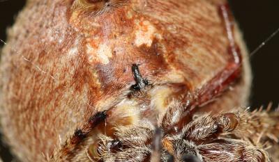 Épeire angulaire Araneus angulatus Clerck, 1758