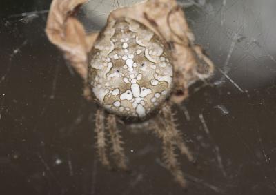 Épeire diadème Araneus diadematus Clerck, 1758