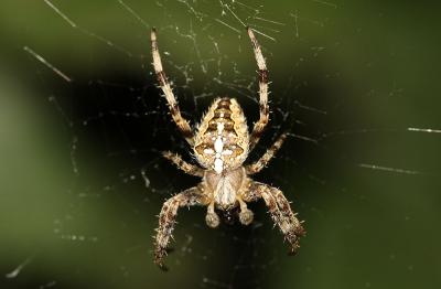 Épeire diadème Araneus diadematus Clerck, 1758