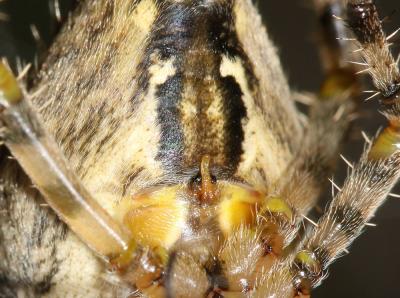 Épeire diadème Araneus diadematus Clerck, 1758