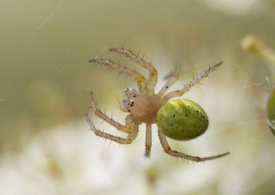 Épeires concombres Araniella cucurbitina (Clerck, 1758)