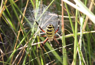 Épeire frelon Argiope bruennichi (Scopoli, 1772)