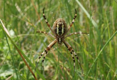 Épeire frelon Argiope bruennichi (Scopoli, 1772)