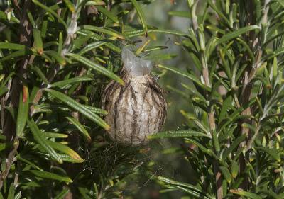 Épeire frelon Argiope bruennichi (Scopoli, 1772)