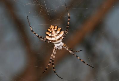  Argiope lobata (Pallas, 1772)