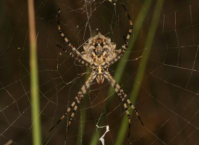 Argiope lobata (Pallas, 1772)
