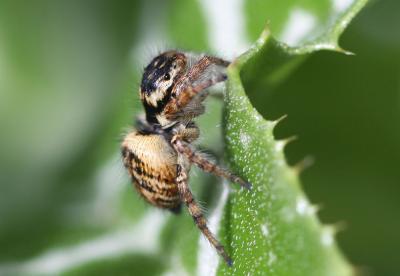  Carrhotus xanthogramma (Latreille, 1819)