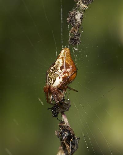 Épeire conique Cyclosa conica (Pallas, 1772)