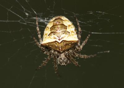 Épeire à bosses Gibbaranea bituberculata (Walckenaer, 1802)
