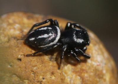  Heliophanus melinus L. Koch, 1867