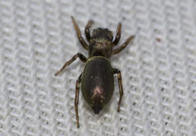  Heliophanus auratus C.L. Koch, 1835