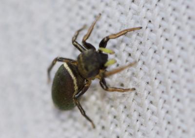  Heliophanus auratus C.L. Koch, 1835