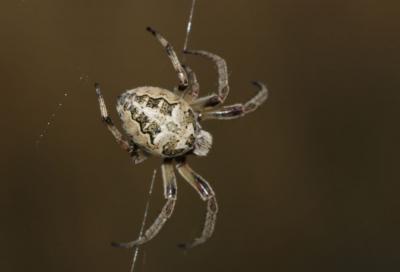 Épeire des roseaux Larinioides cornutus (Clerck, 1758)