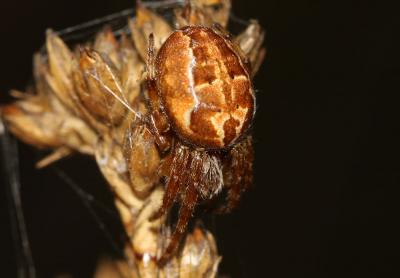 Épeire des roseaux Larinioides cornutus (Clerck, 1758)
