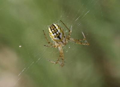 Mangore petite-bouteille Mangora acalypha (Walckenaer, 1802)