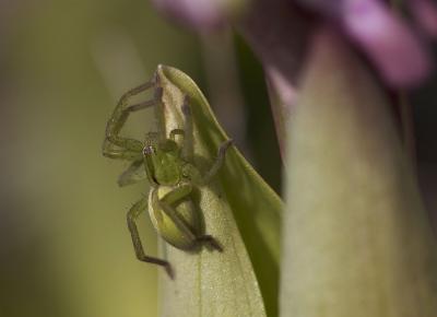  Micrommata ligurinum (C. L. Koch, 1845)