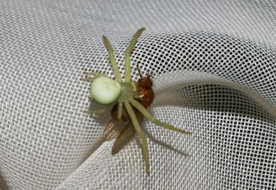 Misumène variable Misumena vatia (Clerck, 1758)