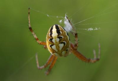 Épeires fougères Neoscona adianta (Walckenaer, 1802)