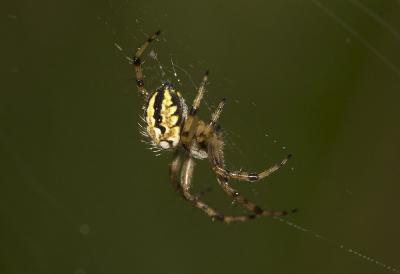 Épeires fougères Neoscona adianta (Walckenaer, 1802)