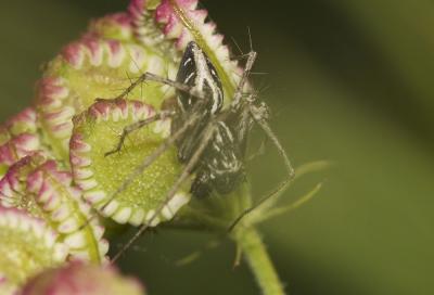 Araignée-lynx Oxyopes heterophthalmus (Latreille, 1804)