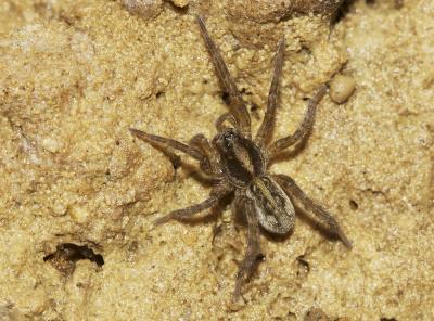  Pardosa Koch, 1847