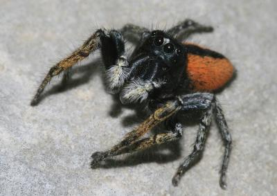 Saltique sanguinolent Philaeus chrysops (Poda, 1761)